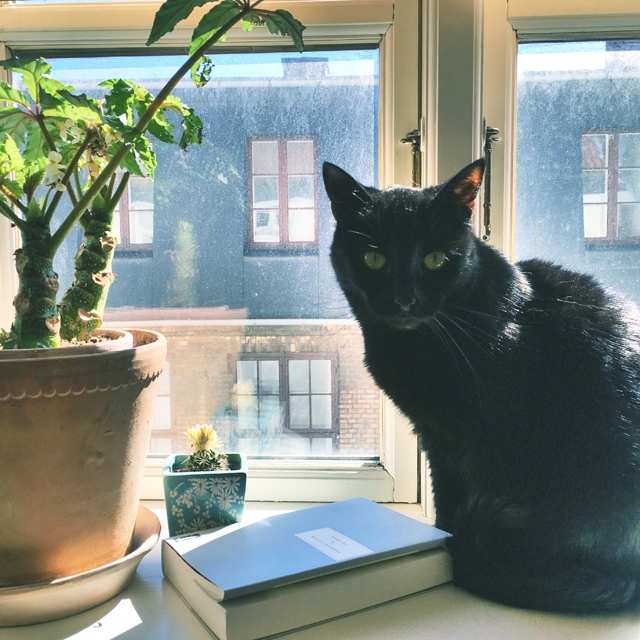 cat and book