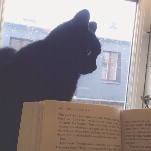 reading with the cat on a rainy day