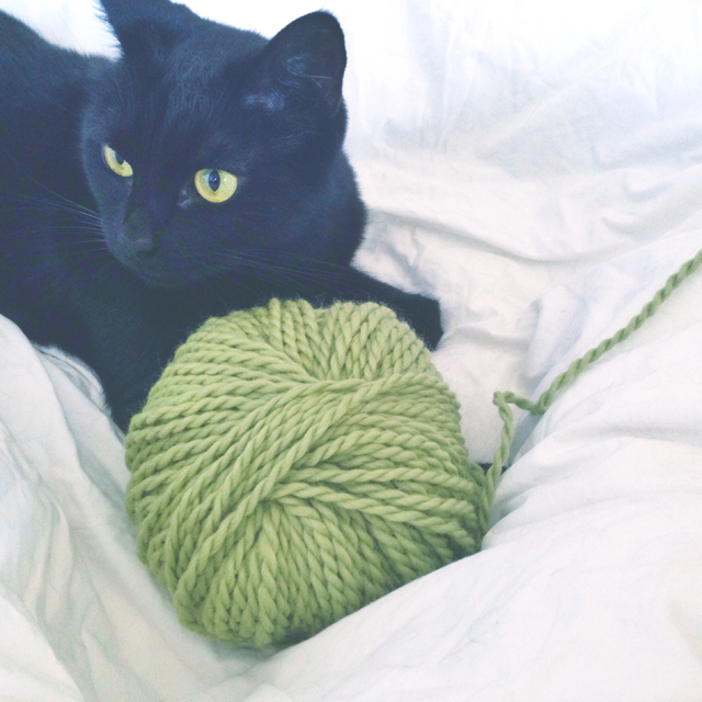 cat and yarn
